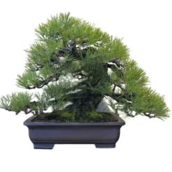 Pine Bonsai Tree in Florida